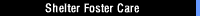 Shelter Foster Care